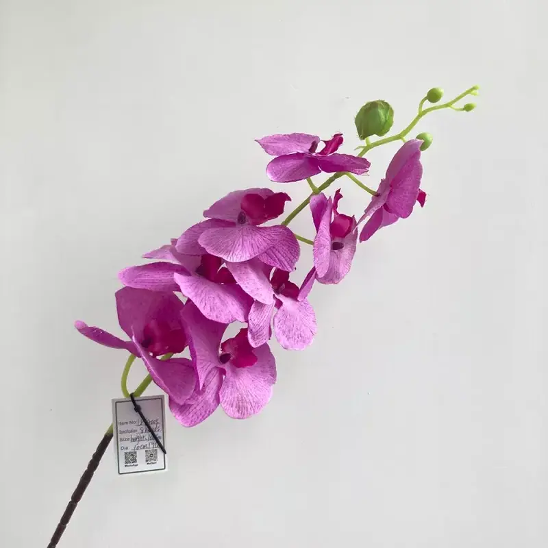 8 ဦး ခေါင်းခွံပိုးမွှား Orchid