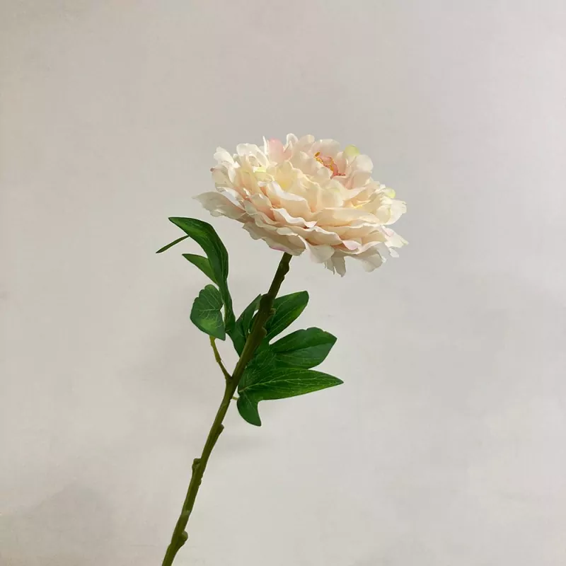 ကြီးမားသော peony ပန်းပွင့်