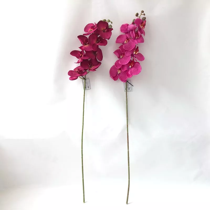 ပိုးမွှား Orchid ပန်းပွင့်