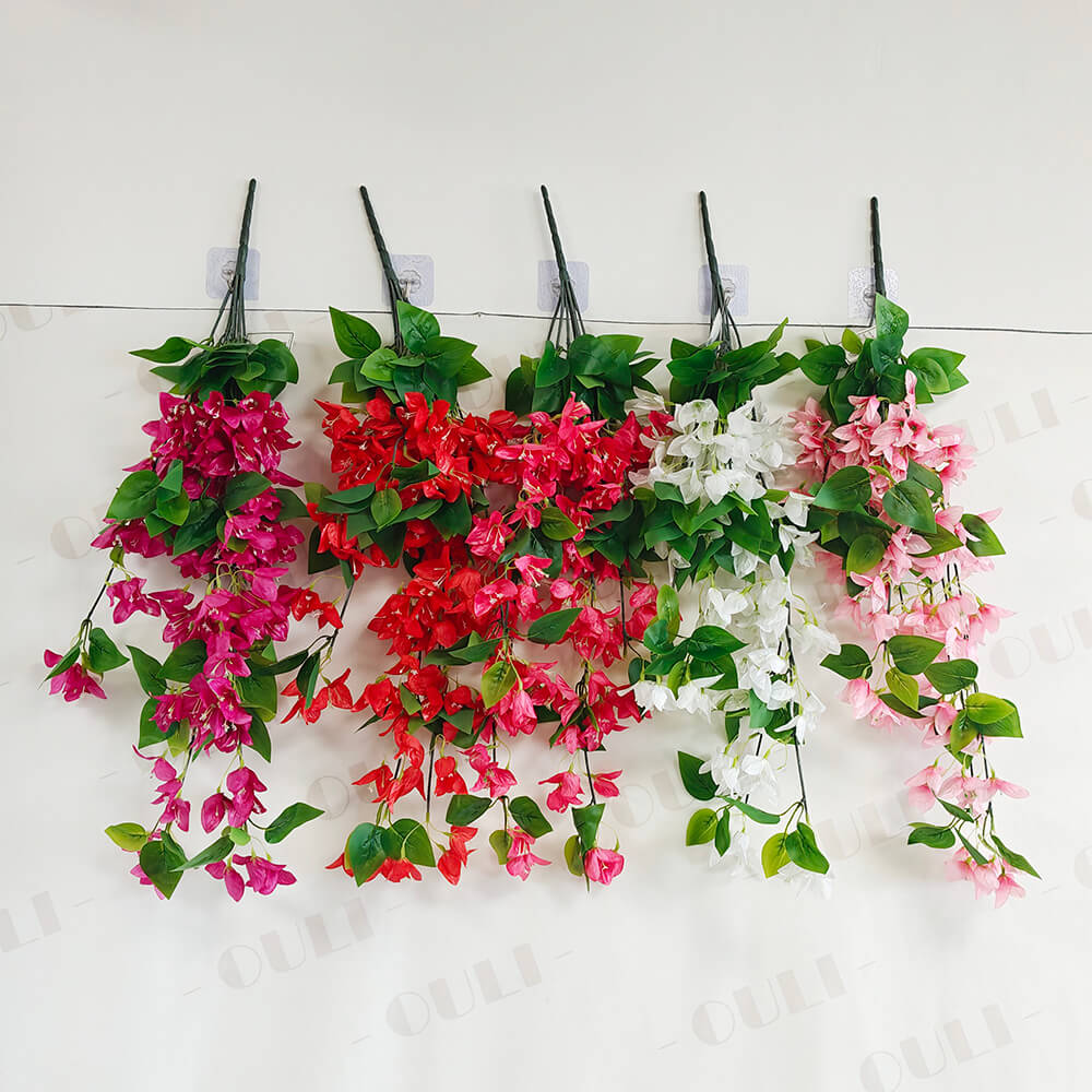 ပိုး bougainvillea နံရံကိုဆွဲထားခြင်း